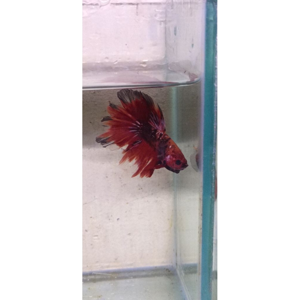 CUPANG HM HALFMON SLAYER RKC RED KOI COOPER PER EKOR