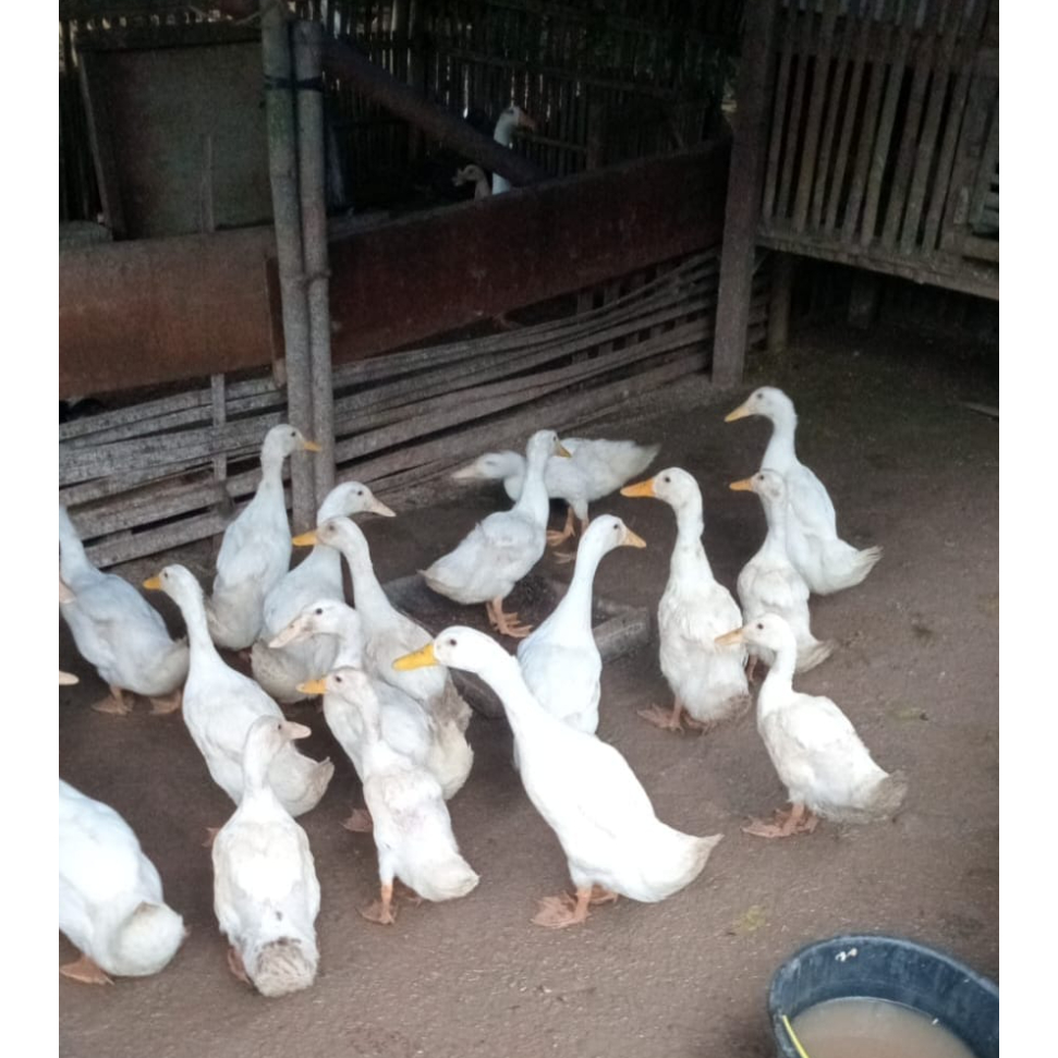 KIRIM INSTAN BEBEK HIBRIDA / BEBEK PEKING HIDUP LANGSUNG POTONG MURAH -+11-1,5kg