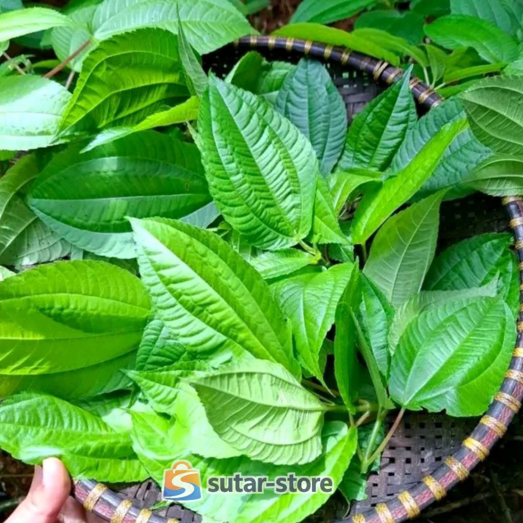 Lalapan Daun Pohpohan Segar | Daun Pohpohan Lalapan Herbal