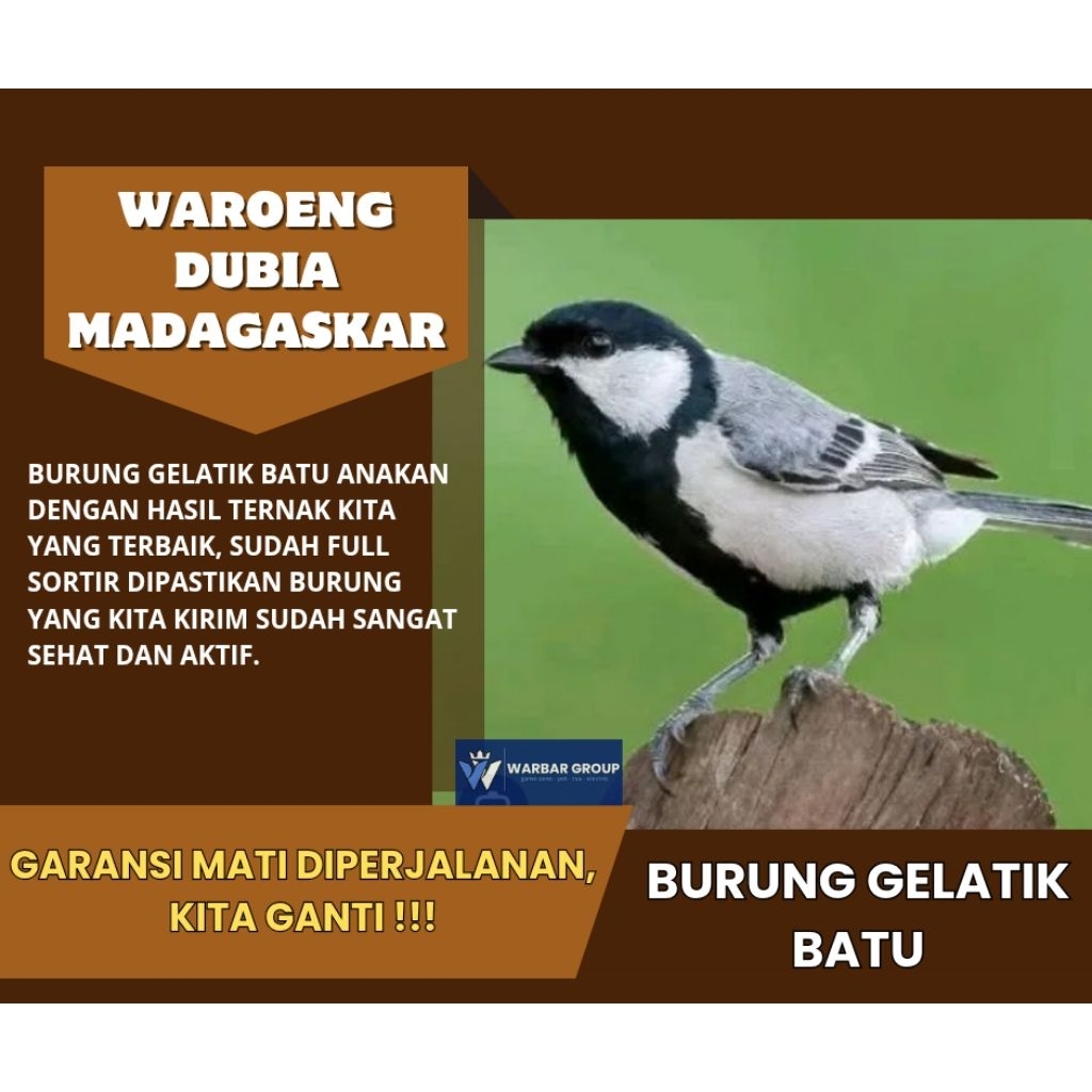 Burung gelatik batu anakan KUALITAS DARI INDUKAN GRADE A ( GARANSI )