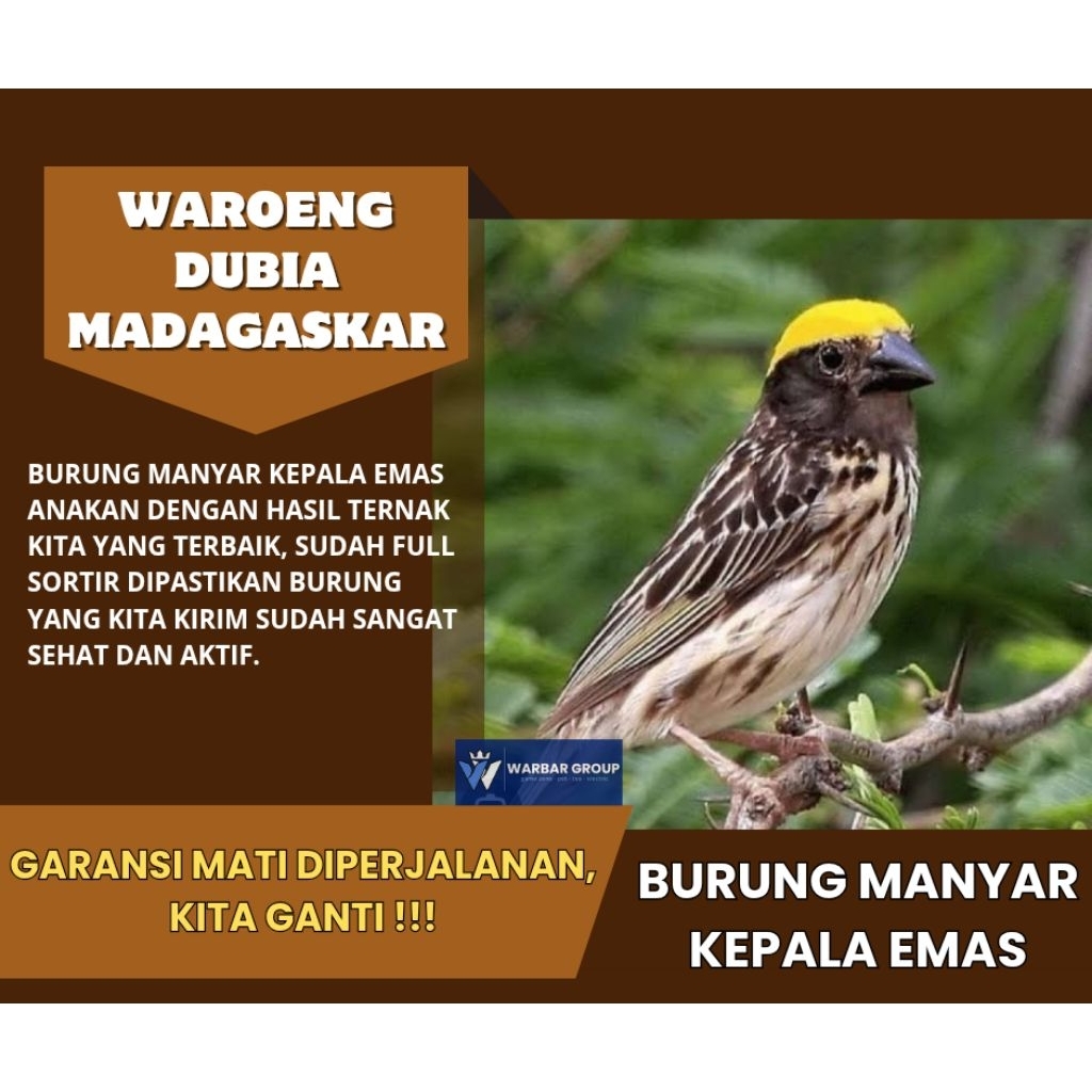 Burung manyar kepala emas KUALITAS DARI INDUKAN GRADE A ( GARANSI )
