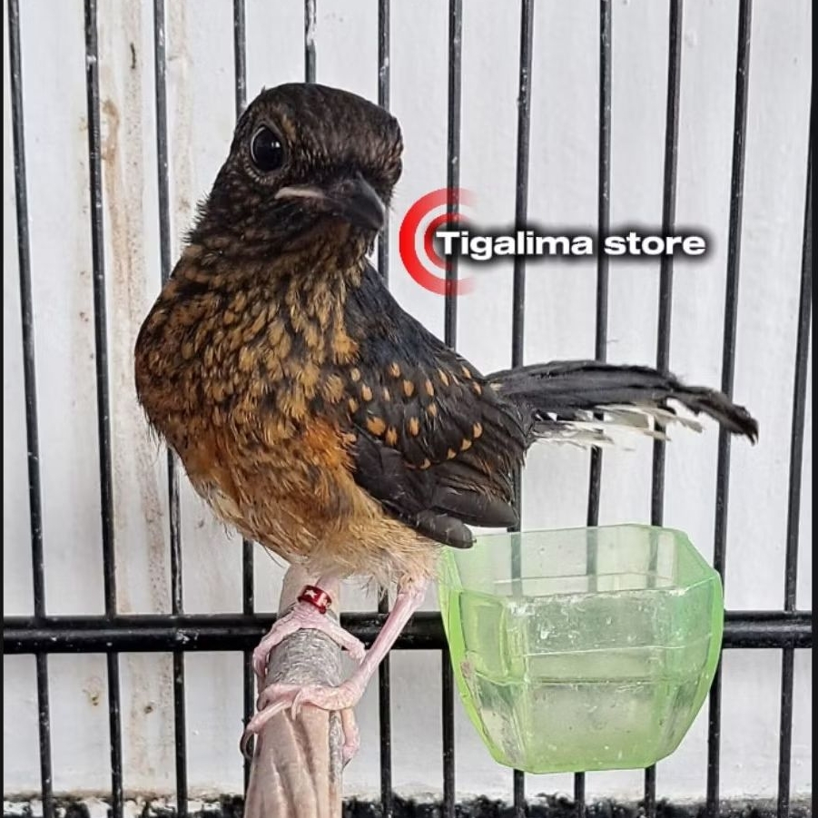 MURAI MEDAN TROTOL GAMBLING