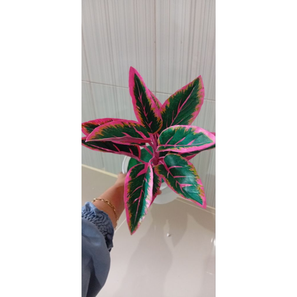 Bunga aglonema lotus plastik