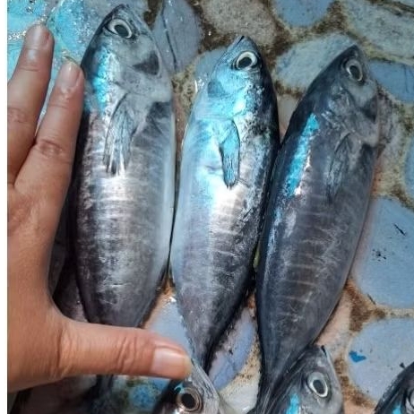ikan tuna 3 ekor. ikan segar dibekukan. siap kirim smpai mlm