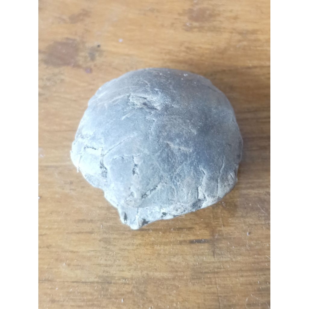 fosil keong atau kerang buntet