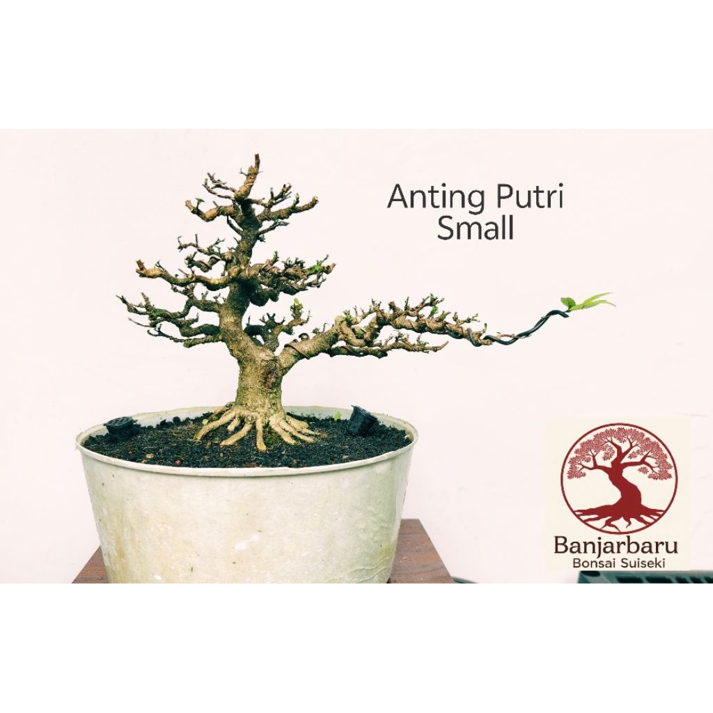 Bonsai Anting Putri Size Small
