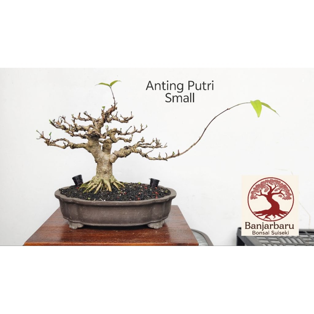 Bonsai Anting Putri Size Small Prospek