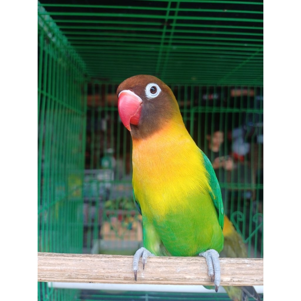burung lovebird josan sehat
