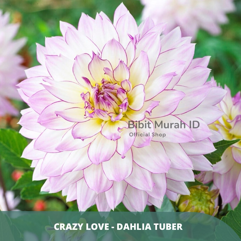 Umbi Dahlia Import - Crazy Love Dahlia - Umbi Sudah Sprout