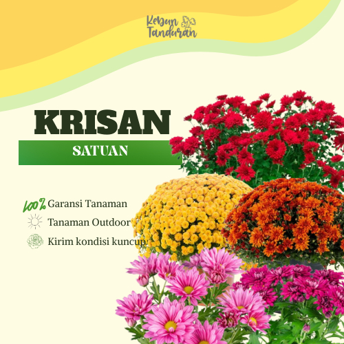 Bunga Krisan / Tanaman Krisan berbunga / Bibit Bunga Krisan Hidup Pilih Warna