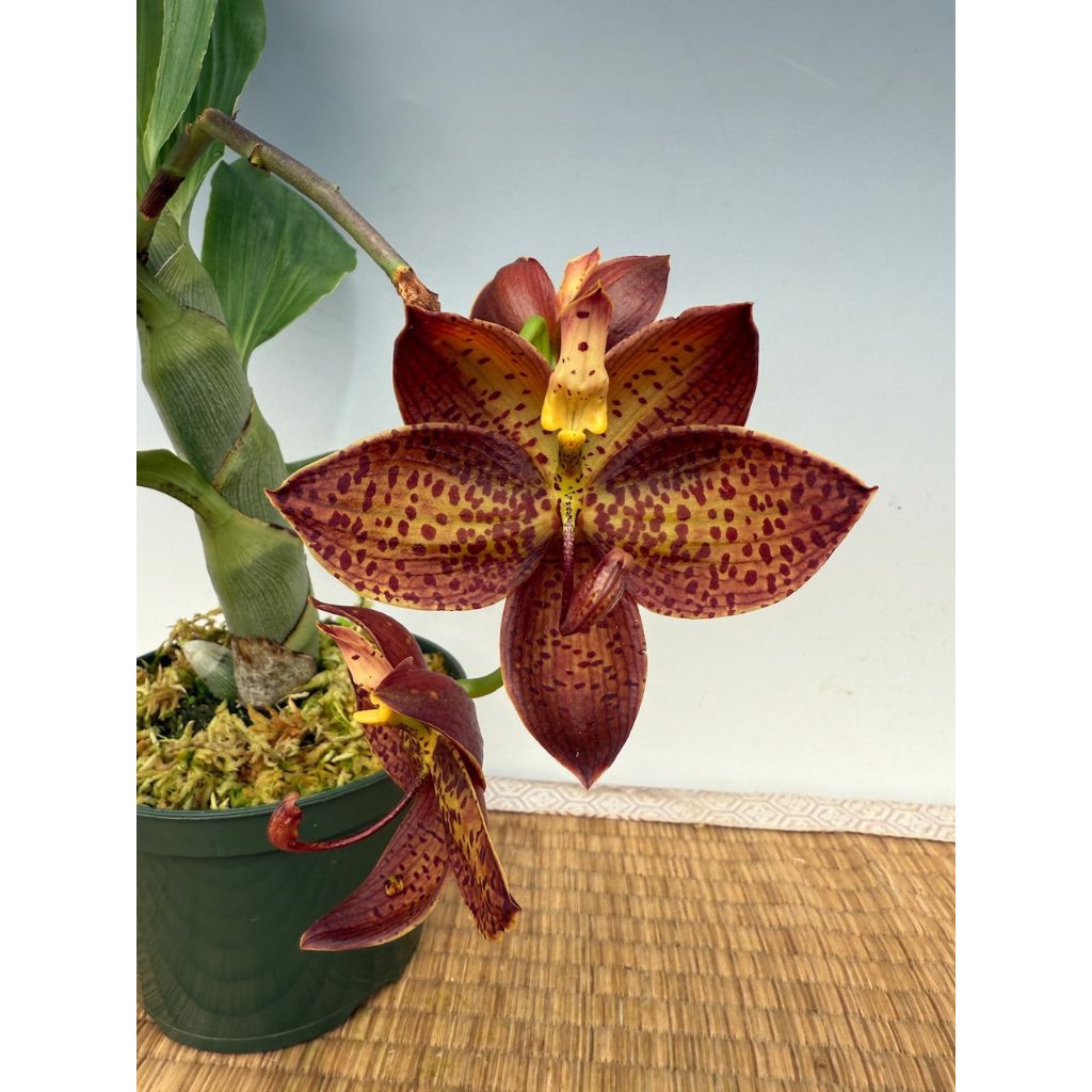 Cyc. Cygnus Atratus x Cyc. Brown's Choice 'Spotted Swan'