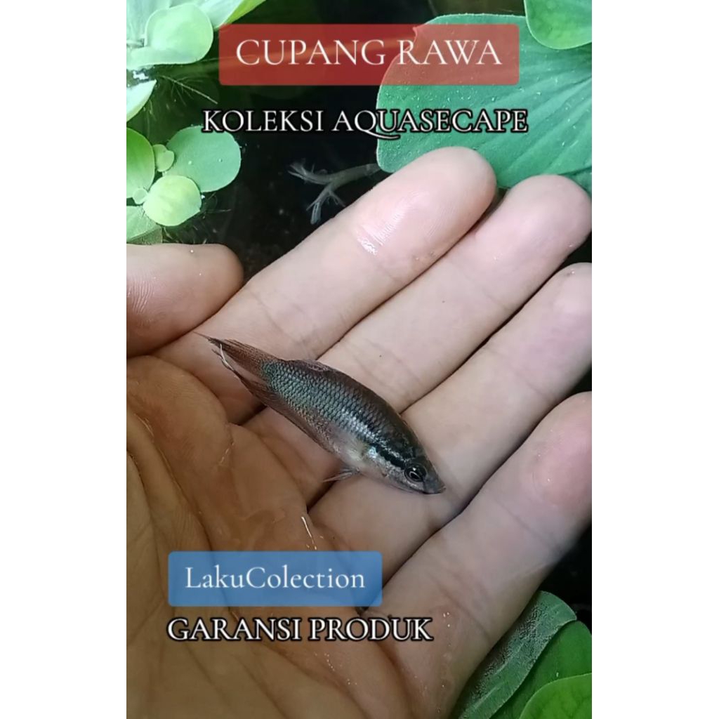 Cupang rawa hiasan langka aquasecape