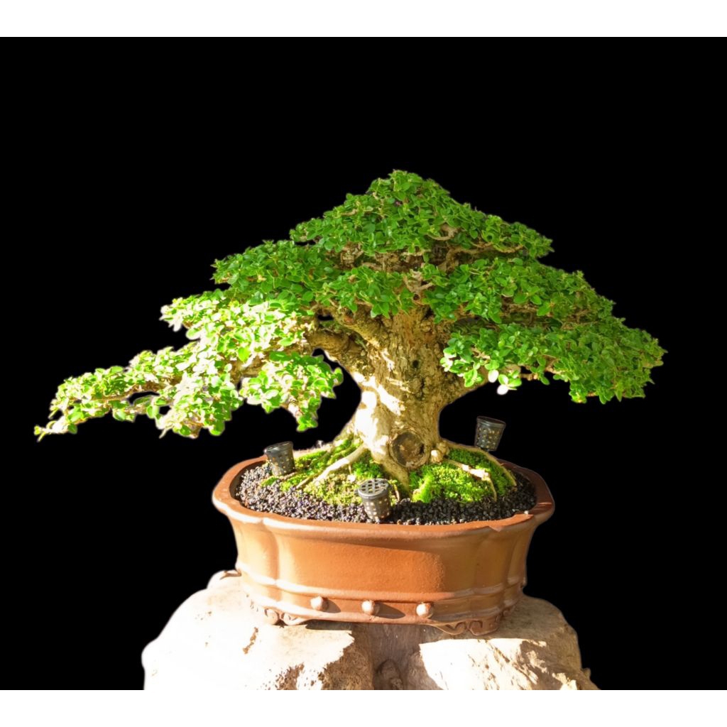bonsai sancang jadi spesial