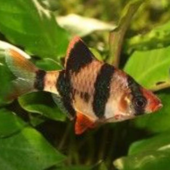 ikan sumatra tiger barb
