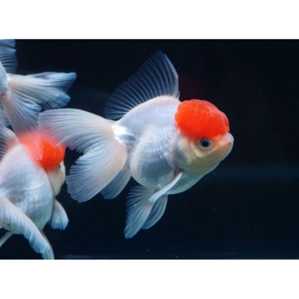 ikan koki oranda red cap gemoy