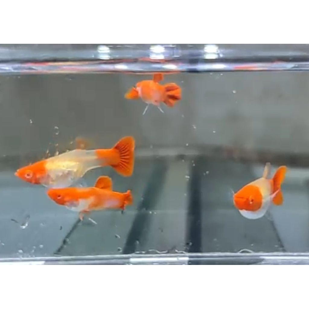 Sepasang Albino Koi/ Ikan Guppy Hias Aquarium