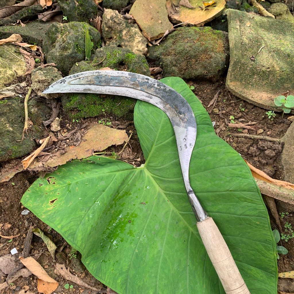 TERLARIS COD SABIT RUMPUT full baja isen ukuran sedang super tajam siap pakai