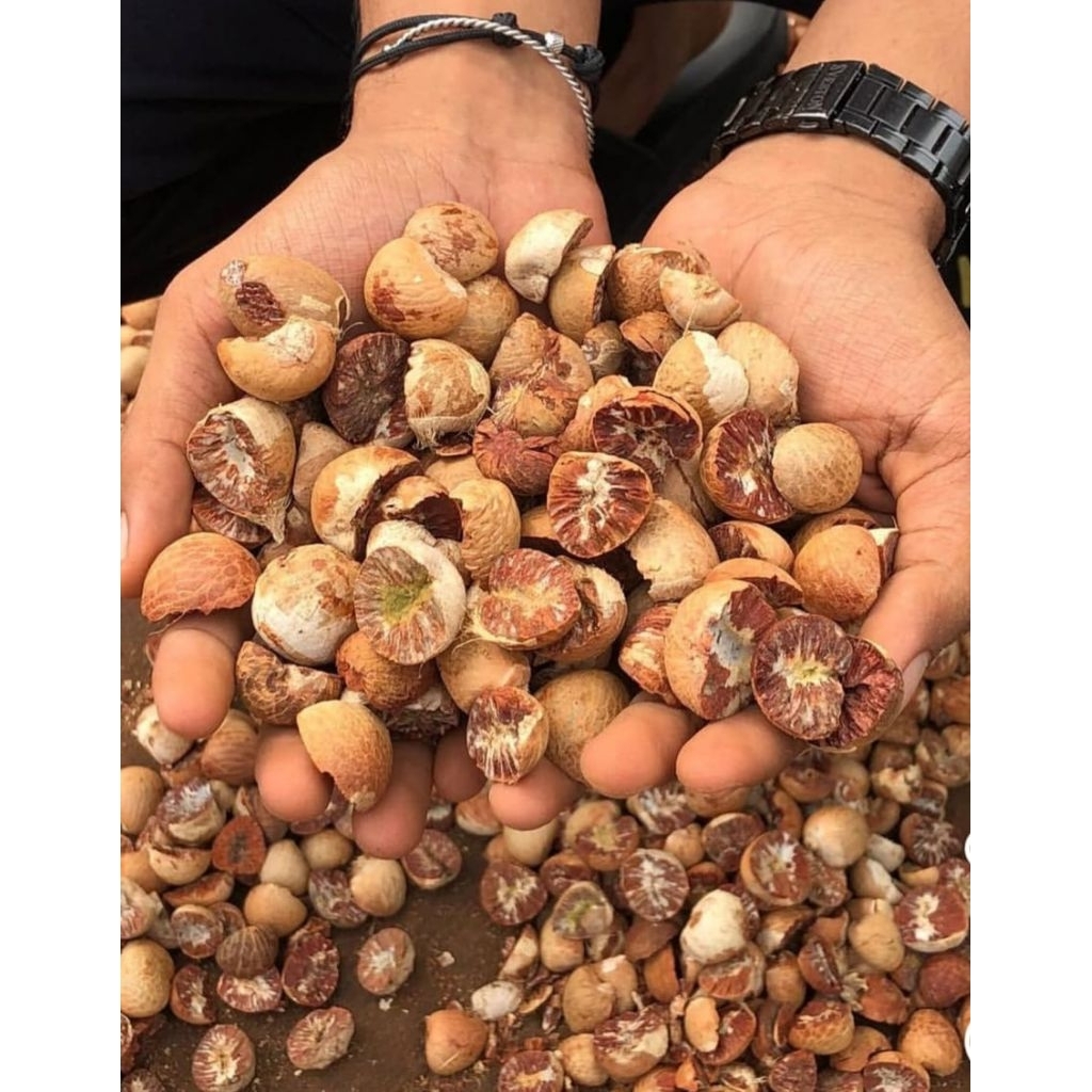 1000GR PINANG MUDA KERING (1 KILO) BUAH PINANG MUDA KERING