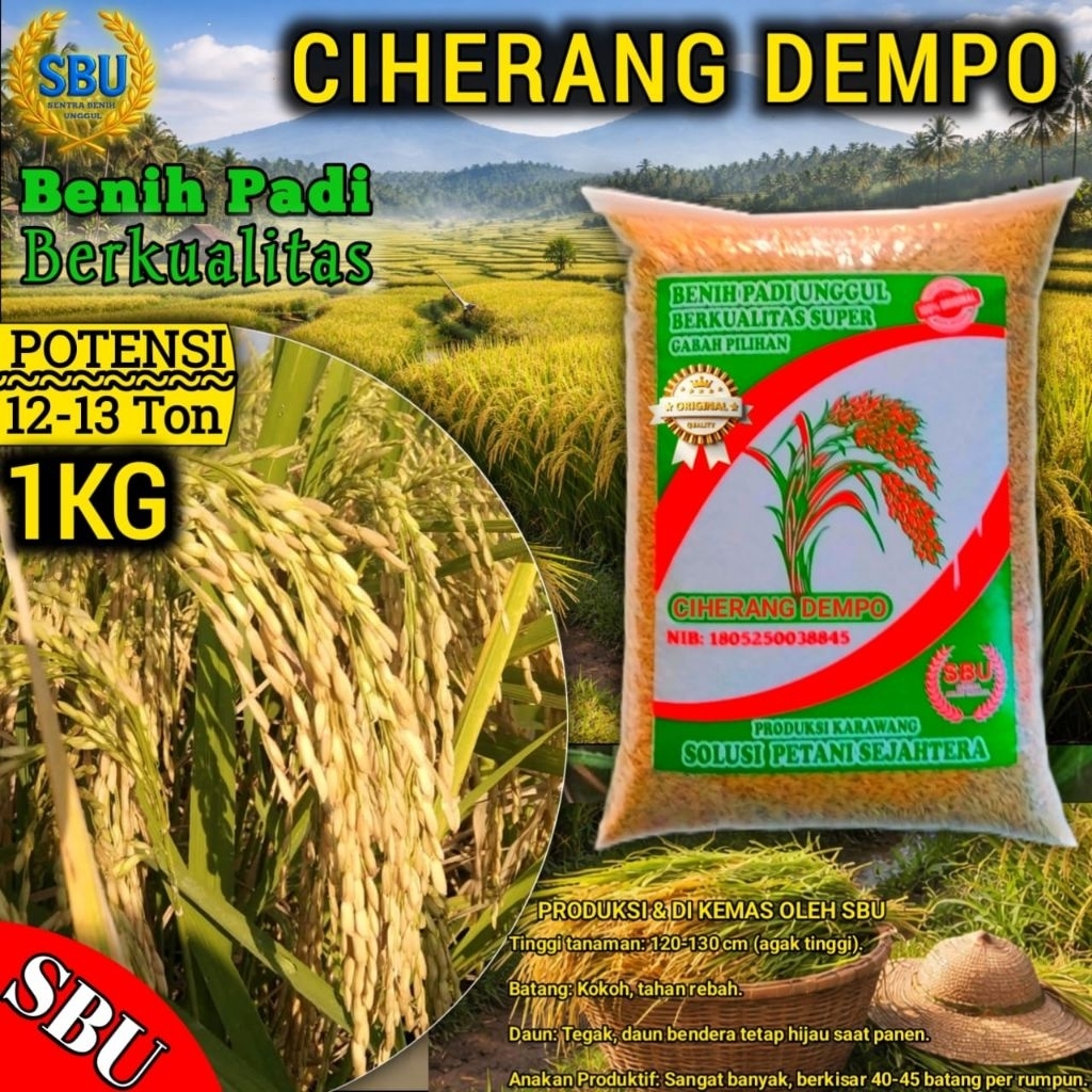 Benih Padi Ciherang Dempo Berkualitas super Kemasan 1kg