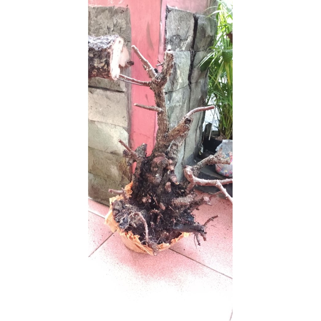 dongkelan santigi karang Sulawesi