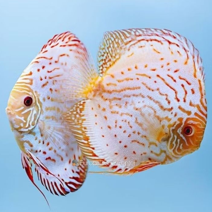 Discus Aquascape white pigeon ikan hias aquarium