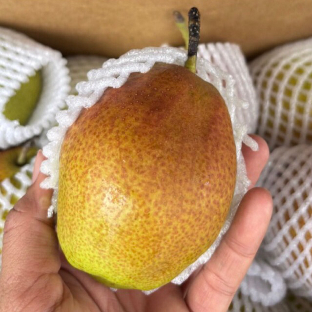Pear Xianglie per 500gr & 1kg / Buah pir xiang lie kirim instan