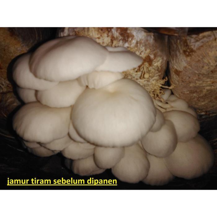 "New" Bibit Jamur Tiram F2 media jagung giling (bukan serbuk gergaji)