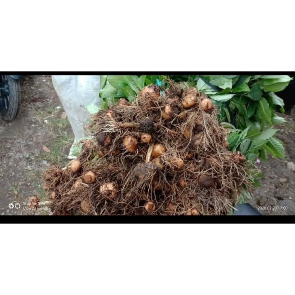 benih Porang cabutan per biji