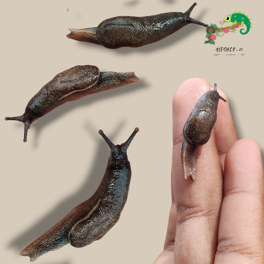 siput bugil/siput tanpa cangkang untuk pemula dan praktikum
