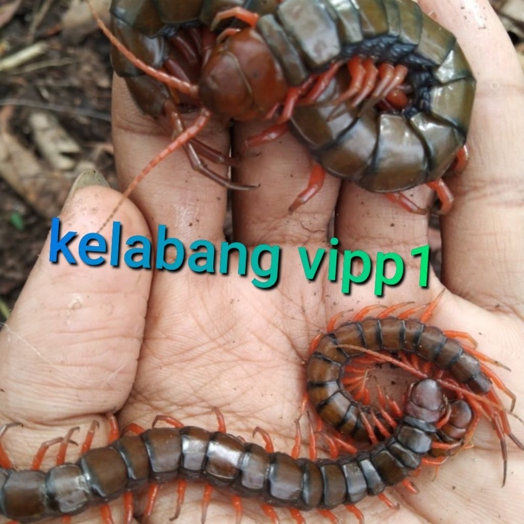 kelabang Besar 12cm (TERMURAH)