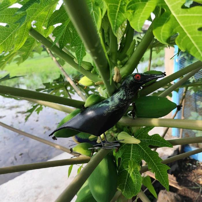 Patung boneka mainan burung cucak keling / dekoy manuk geri / alat pancing burung cak keling