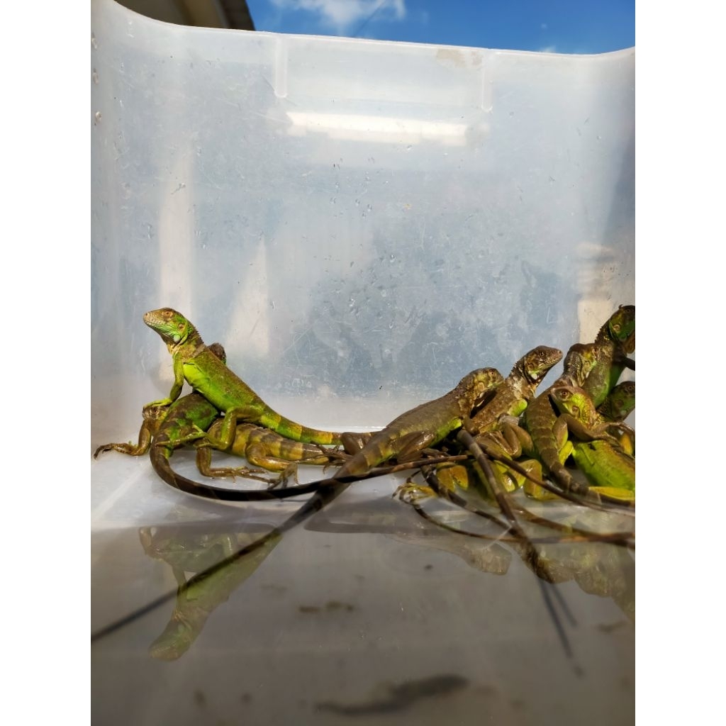 Godzilla iguana red albino