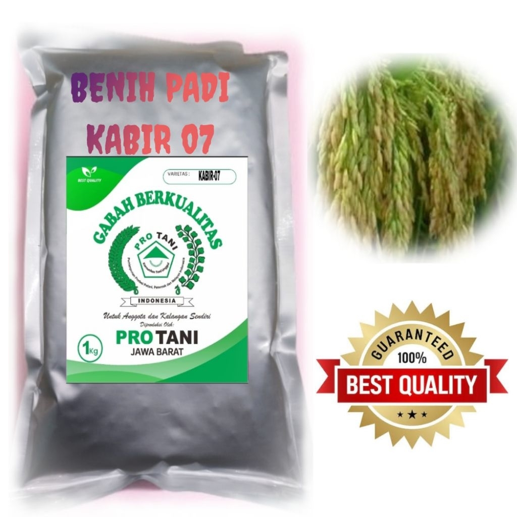 BIBIT PADI VARIETAS KABIR-07 KEMASAN 1KG