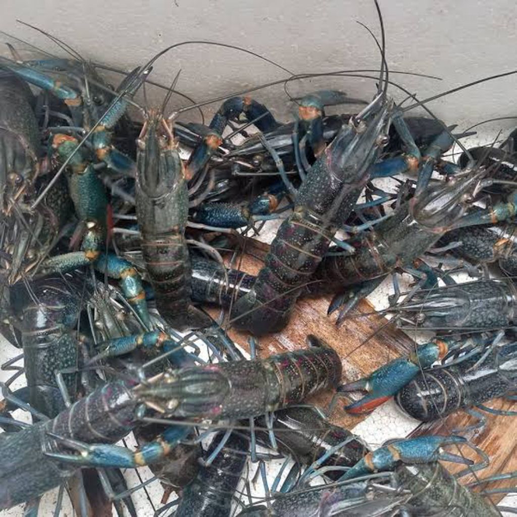 Promo Murah Paket Budidaya Lobster Air Tawar