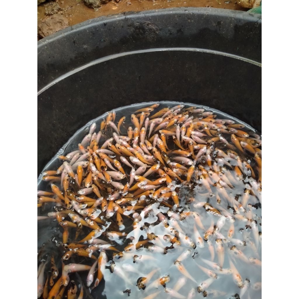 Bibit ikan nila merah Bangkok paketan isi 50ekor