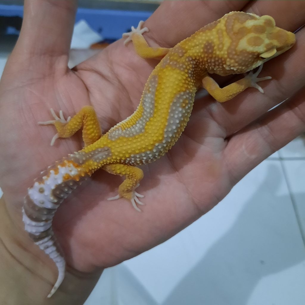 Mainan Asli Remaja sesuai Foto Gecko Leopard Emerine RS garansi jinak ditangan