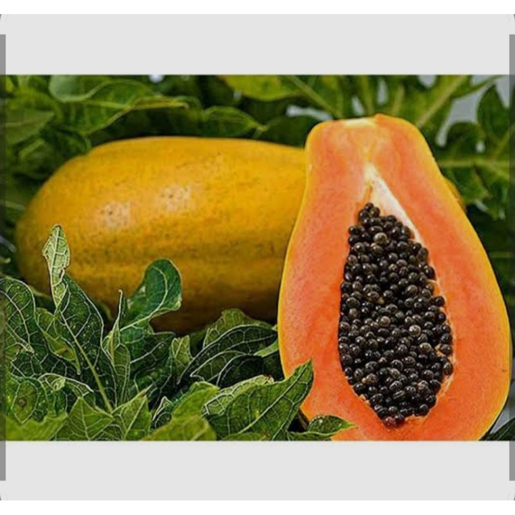 TERMURAH bibit pepaya Taiwan siap tanam