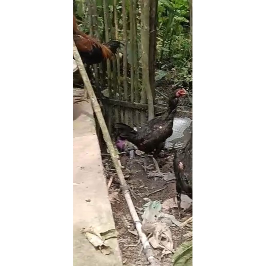 ayam pama ninja usia 5-6 bulan (betina)