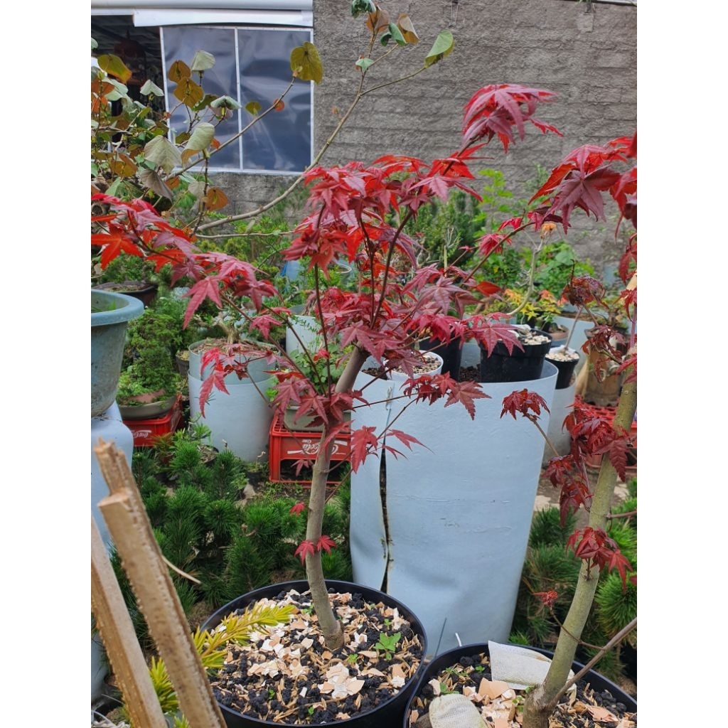 bonsai japanes red maple
