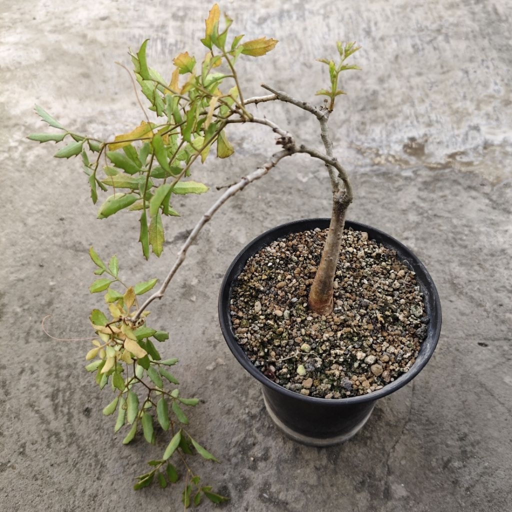 Tanaman Caudex Cyphostemma laza