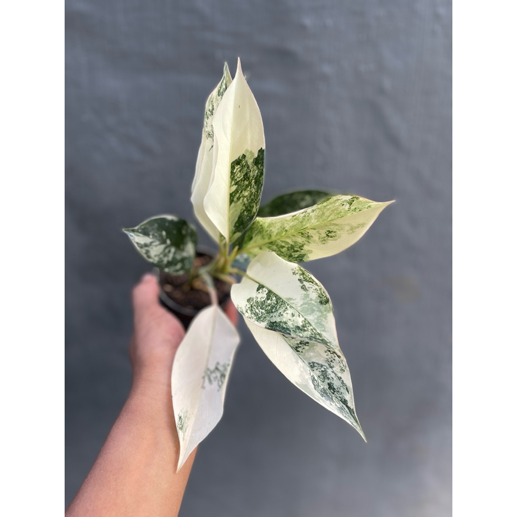 Aglonema Siam Jade Varigata