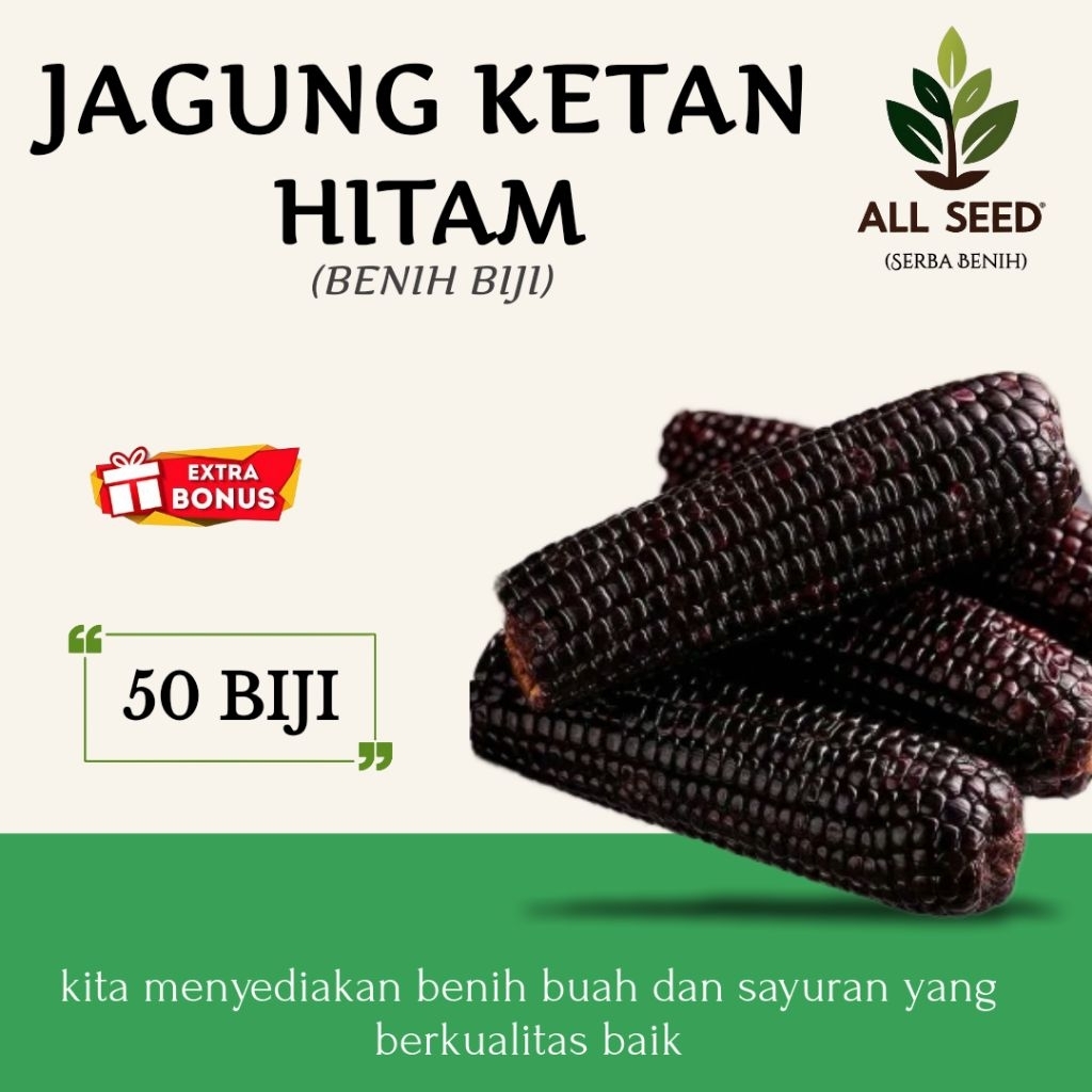 ( 50 biji ) Benih jagung ketan hitam | bibit biji jagung hitam | jagung ketan hitam