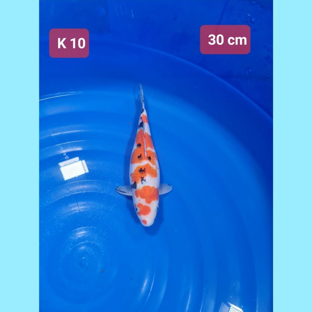 ikan koi premium showa sanke kohaku kolam k kedua