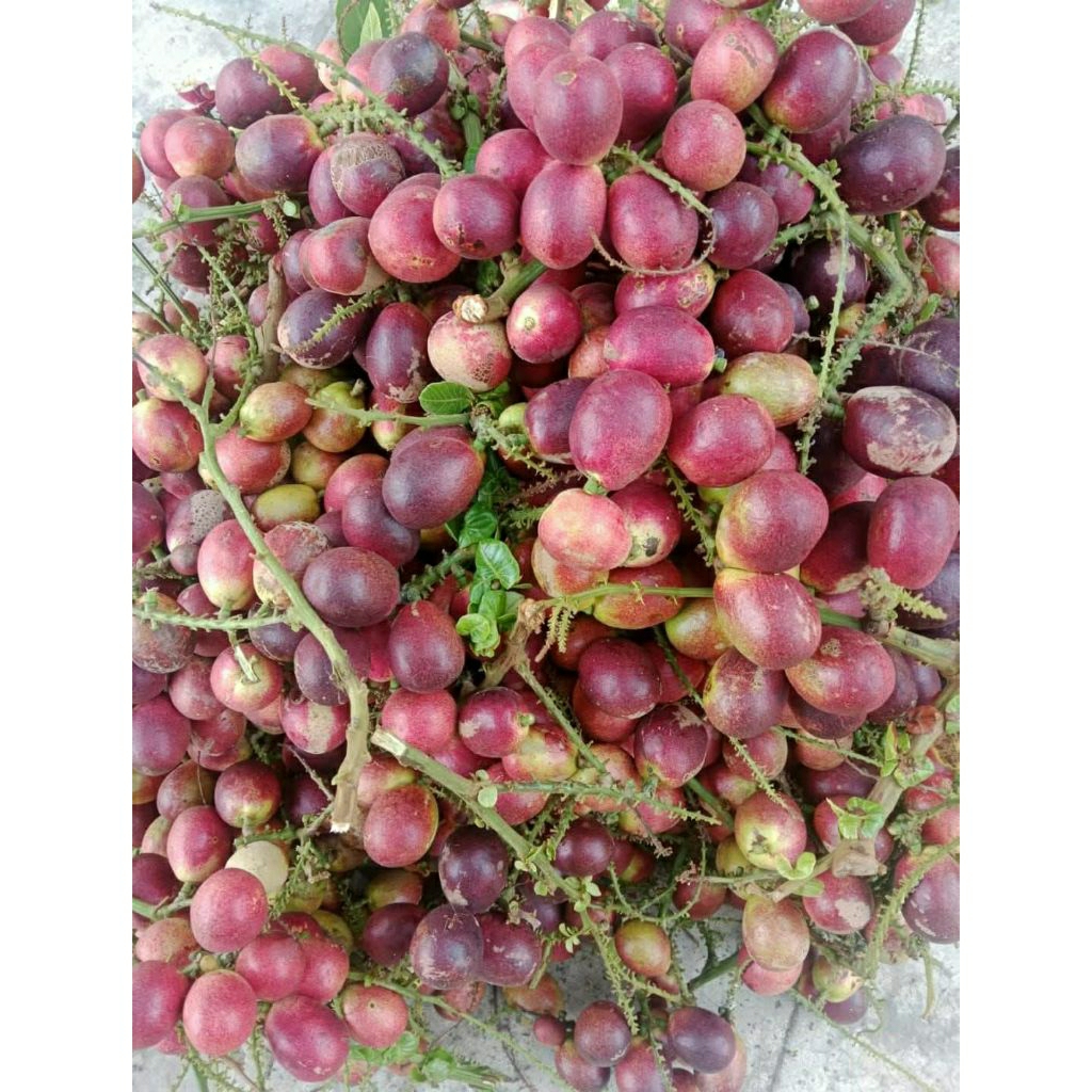 Buah Matoa Segar 1kg