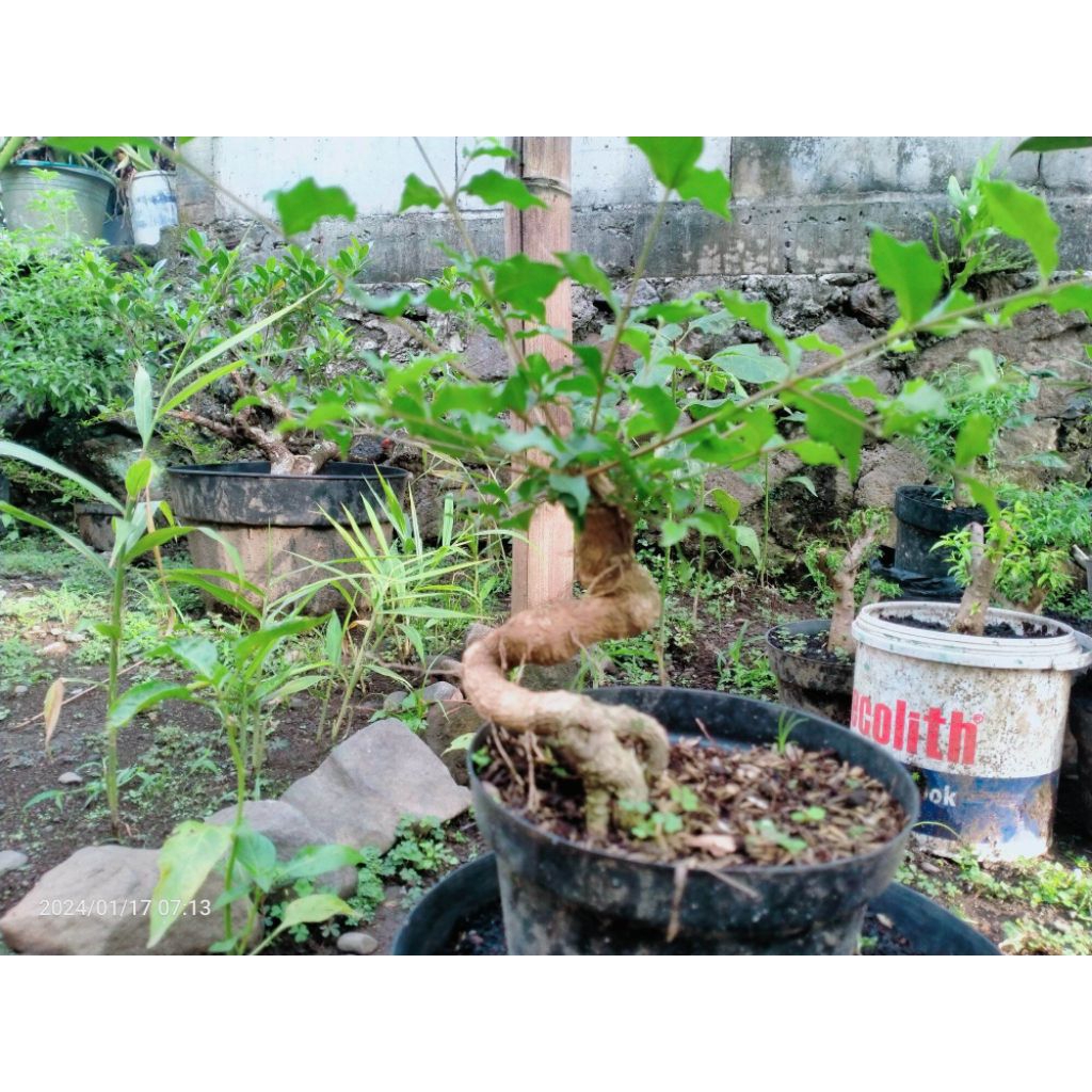 bahan sakura mikro bonsai bonggol unik mame shito