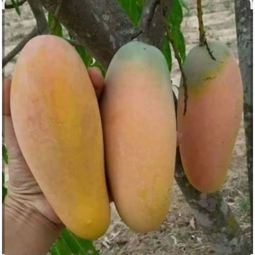 Bibit buah tanaman mangga golek