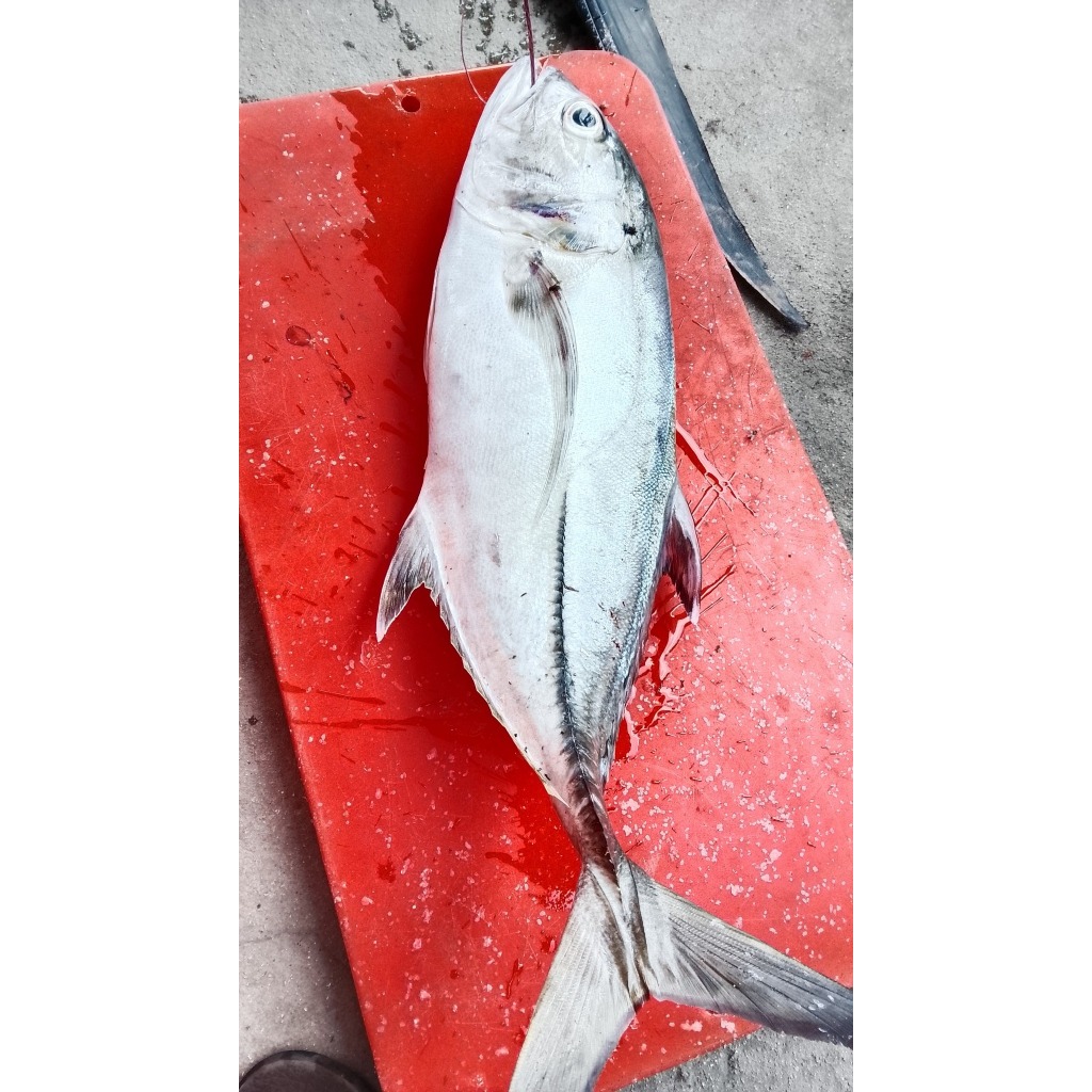 Ikan Kuwe1Kg Ikan Kuwe Ikan Kue Segar Seafood Segar Ikan Laut