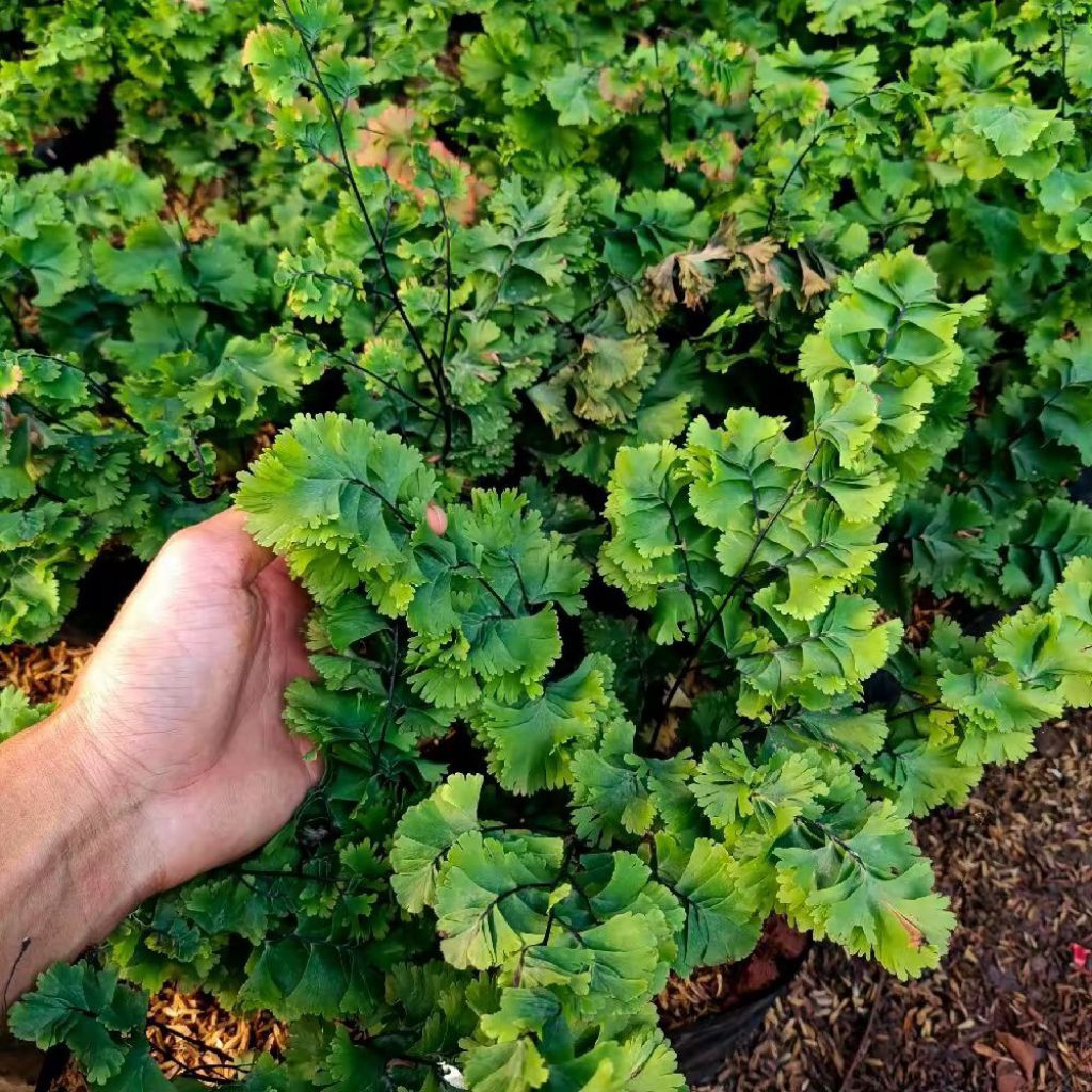 Tanaman Hias Gantung Suplir - Suplir Tusuk Sate - Suplir Hias - Pohon Suplir - Tanaman Hias Suplir