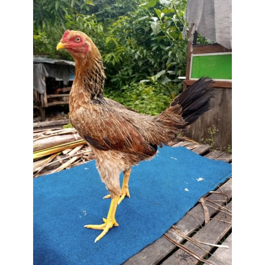 Ayam Kampung fresh baru potong /ayam kampung hidup/daging ayam 1 ekor