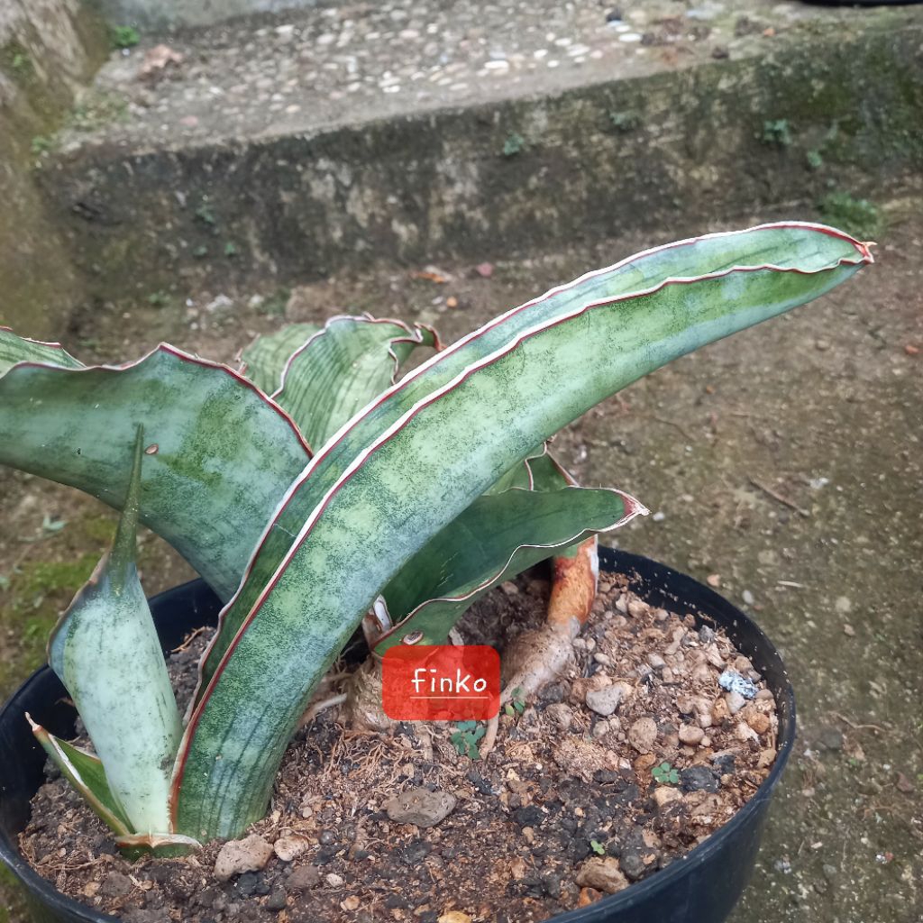 sansevieria sp. Tanzania 'tiger scratch'